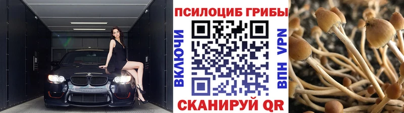 мега онион  Сретенск  Псилоцибиновые грибы Psilocybe 